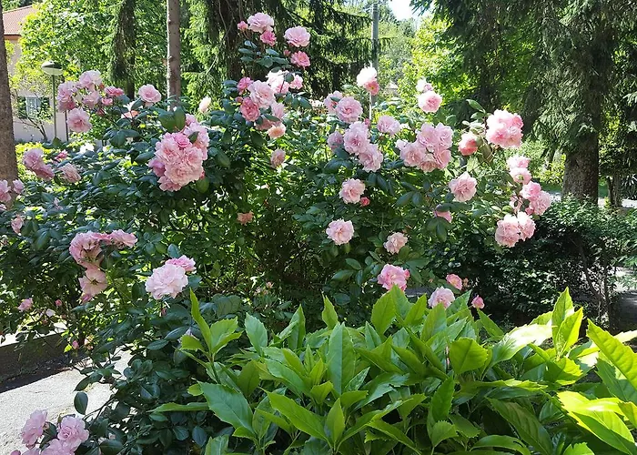 La Pineta 2* Cogoleto